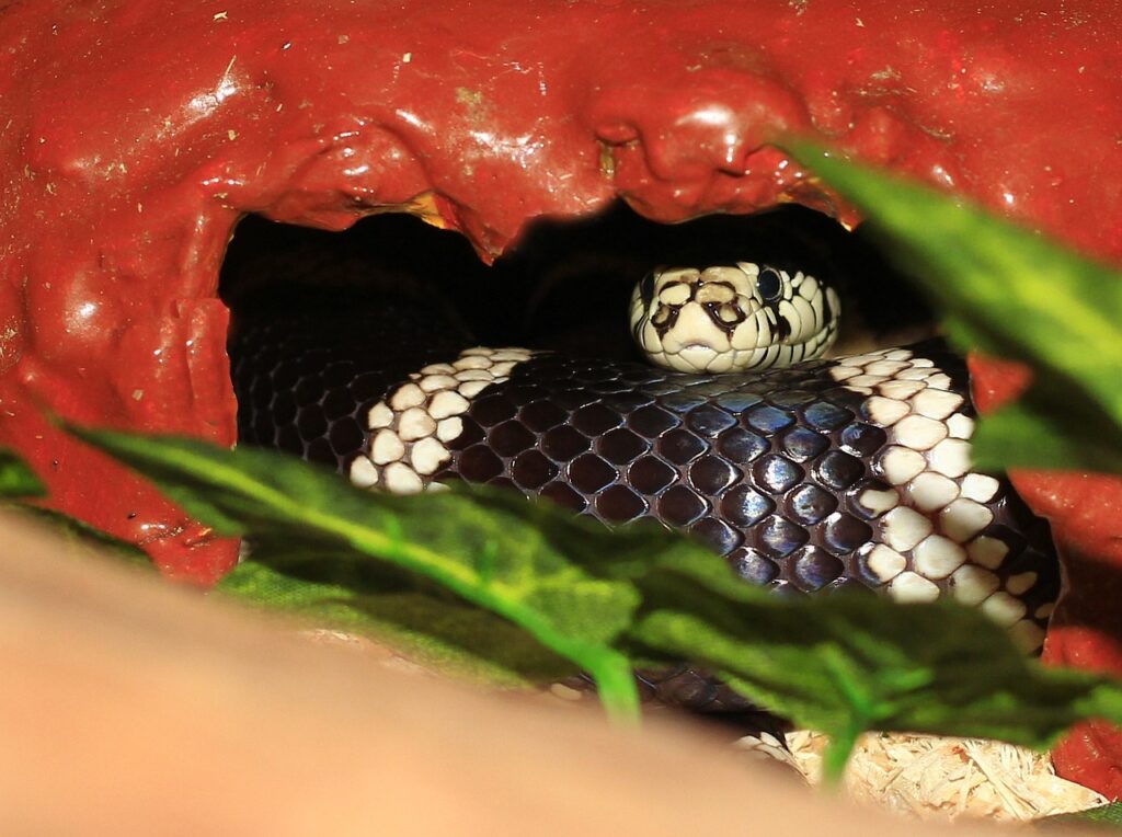 kingsnake