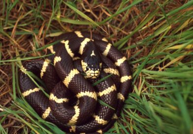 California King Snake Care: Essential Tips