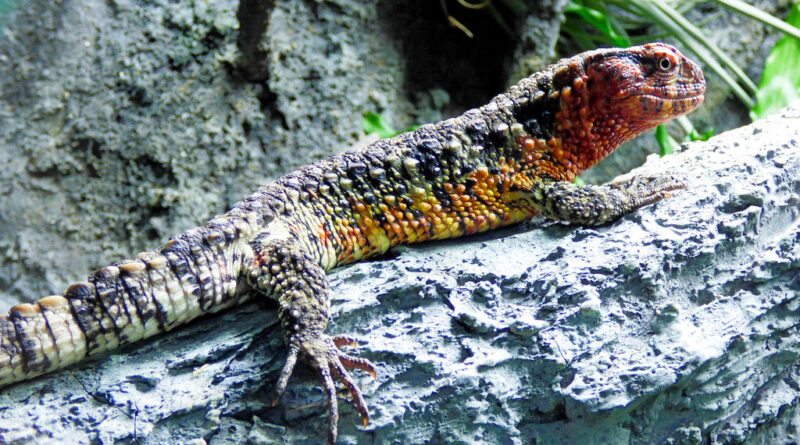 Discover Strange Reptiles from Around the World