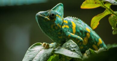 Chameleon Health Issues and Treatments Guide